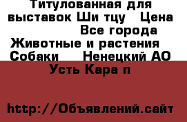 Титулованная для выставок Ши-тцу › Цена ­ 100 000 - Все города Животные и растения » Собаки   . Ненецкий АО,Усть-Кара п.